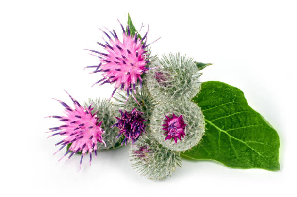 burdock em um fundo branco. - thorn spiked flower head blossom - fotografias e filmes do acervo