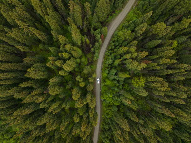 Car driving through lush forest on a forestry road