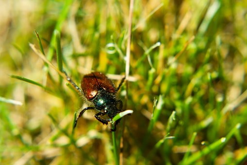 May beetle climbing on a blade of grass