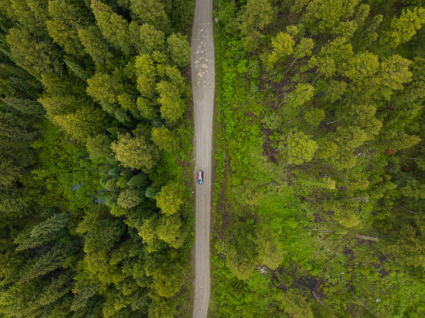 istock Aerial view of a pristine forest 1410759159