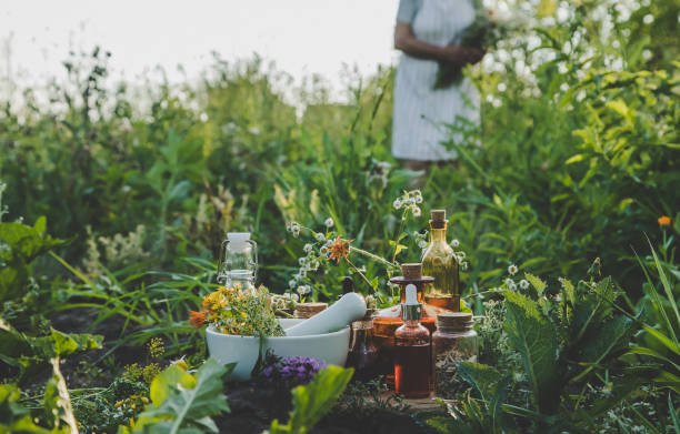 une vieille femme collectionne des herbes médicinales. mise au point sélective. - alternative medicine nature herbal medicine healthcare and medicine photos et images de collection