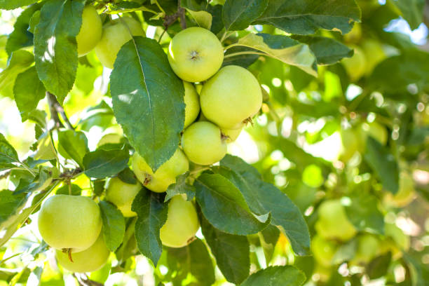 istock Apples on the tree in nature 1410760309