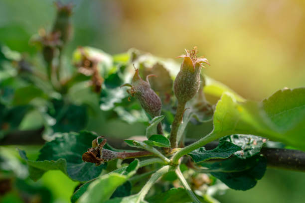 Apple buds. Ovary of an apple tree, plum.