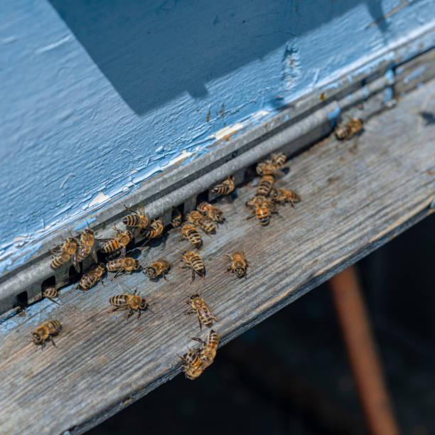 muchas abejas regresan a la colmena de abejas y entran en la colmena con néctar floral recolectado y polen de flores. enjambre de abejas recolectando néctar de las flores. - 5519 fotografías e imágenes de stock