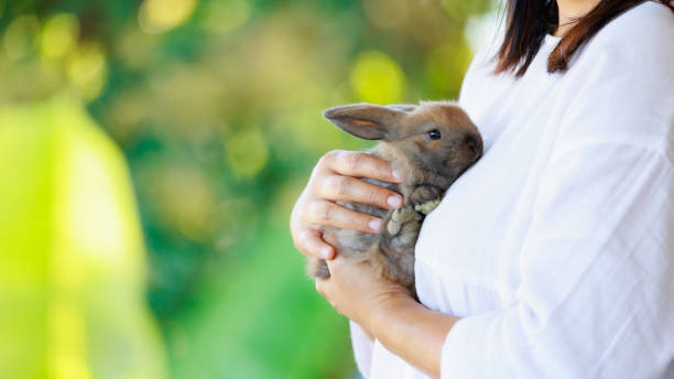 Adorable little bunny laying down in woman chest. Woman hugging and cuddling her pet holland lop rabbit with love and tenderness. stock photo