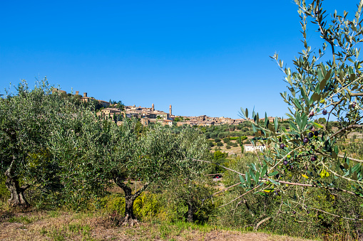 Panoramic view of Montalcino, a historic hill town in the province of Siena