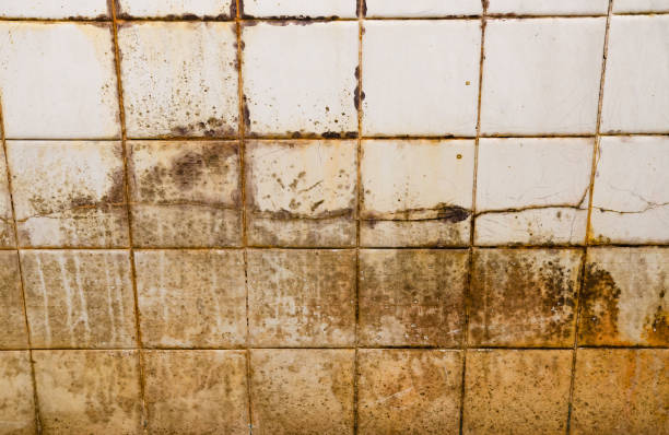 istock Black and green mold growing on shower grouted joints tile and appear on the ceramic wall in bathroom corner 1410763641