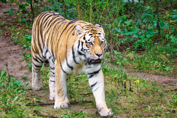 istock Siberian tiger. Elegant big cat. endangered predator. white,black,orange striped fur 1410764285