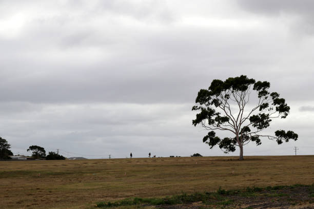 eucalyptus dans une prairie par temps nuageux à geelong (australie) : (pix sshukla) - bluegum tree photos et images de collection