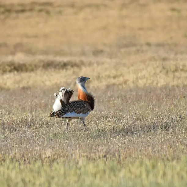 The great bustard is a bird in the bustard family, the only member of the genus Otis. It breeds in open grasslands and farmland. It is believed to be the heaviest bird to be able to fly