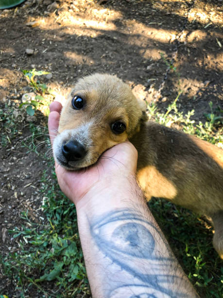 A tiny and cute puppy endears himself to the photographer.