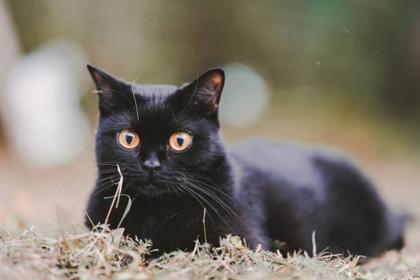 istock Scottish Fold black cat sitting on the grass looking at the camera. 1410766349