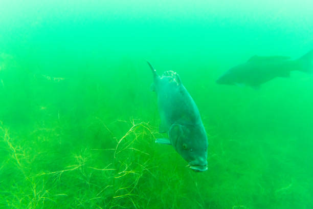 Big mirror carp in the Kulkwitzer Lake in Leipzig