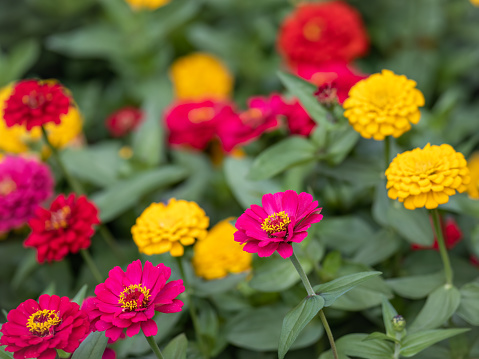 Red and yellow Zinnia flowers. Flowers zinnia elegans. Color nature background. Common Zinnia or Zinnia elegans is one of the most famous flowering annuals of the genus Zinia