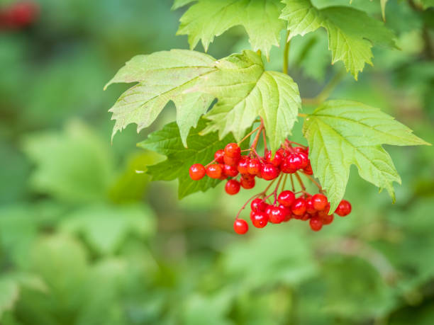 istock Summer walking path through the birch park in summer 1410766794
