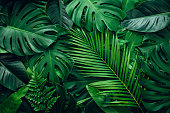 Full Frame of Green Leaves Pattern Background.