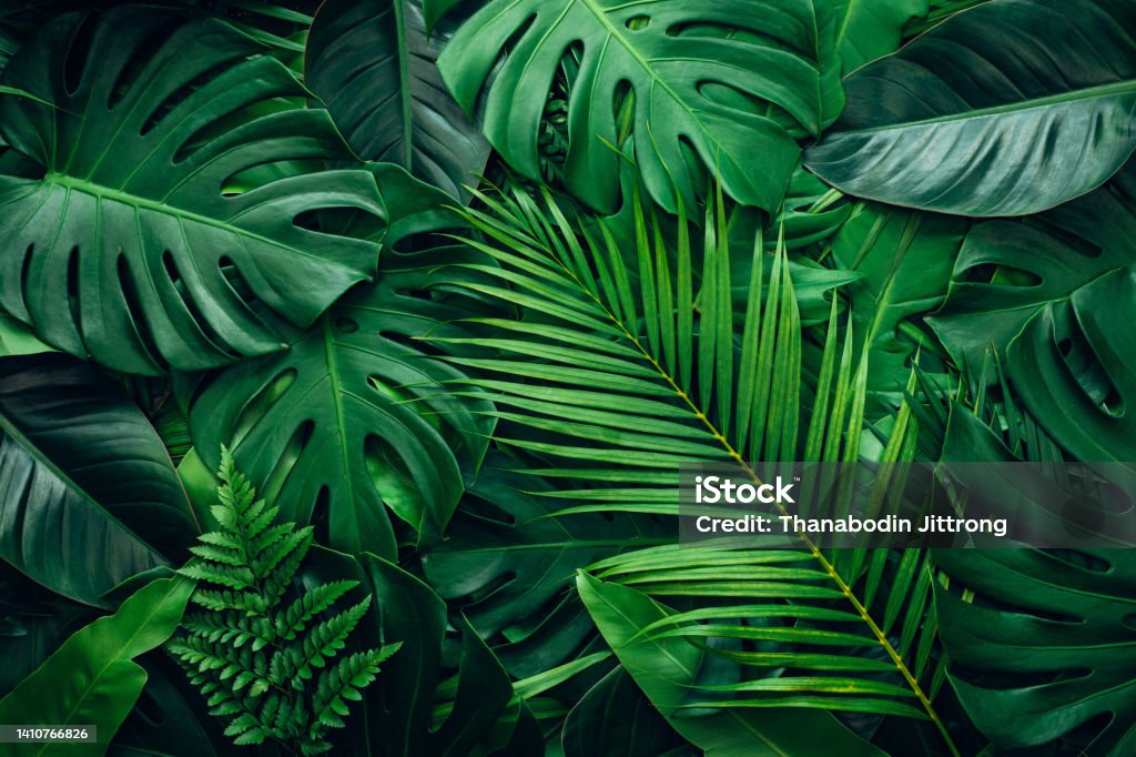 Full Frame of Green Leaves Pattern Background. Full Frame of Green Leaves Pattern Background, Nature Lush Foliage Leaf  Texture , tropical leaf Leaf Stock Photo