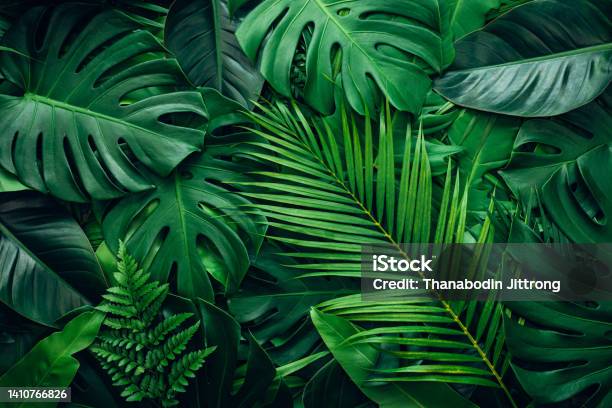 Full Frame Of Green Leaves Pattern Background Stock Photo - Download Image Now - Leaf, Backgrounds, Tropical Climate