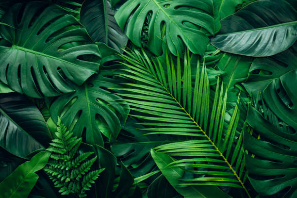 полный кадр фона узора зеленых листьев. - palm leaf palm tree plant tropical climate стоковые фото и изображения