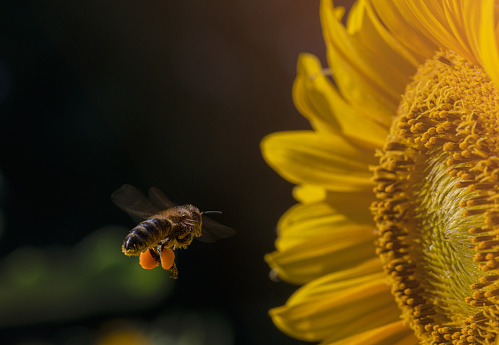 A bee flying towards a sunflower