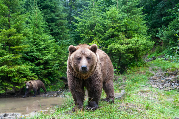 istock Wild brown bear (Ursus arctos) close up 1410768423