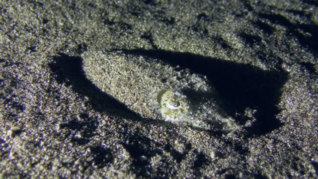 Cuttlefish  is masked on the sandy bottom.