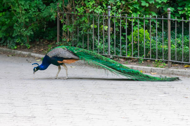 istock peacock strolling in a park in the city 1410772059