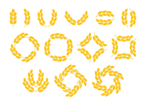 goldenes weizenkornohr-set, kreisförmiger kranzrahmen. ikone vollkornprodukte, weizen, gerste, reis, mais, haferohree. spica erntepflanze für die landwirtschaft, getreideprodukte, backwaren. vektor-symbol - wheat cereal plant oat crop stock-grafiken, -clipart, -cartoons und -symbole