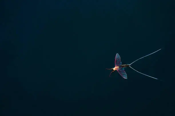 Photo of Mayfly In Water