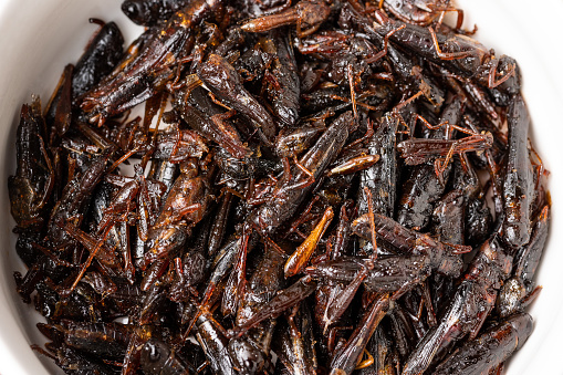 A top down view of cooked Locusts in a bowl ready to eat as a healthy snack.