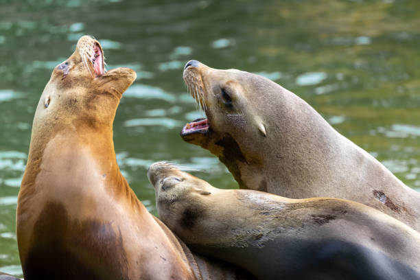 istock Close-Up Of Sea Lion 1410775768
