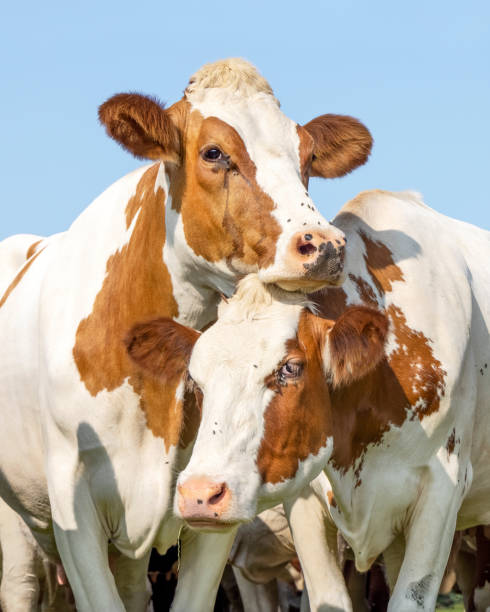 istock Two cows loving playfully cuddling another in a pasture under a blue sky 1410776976