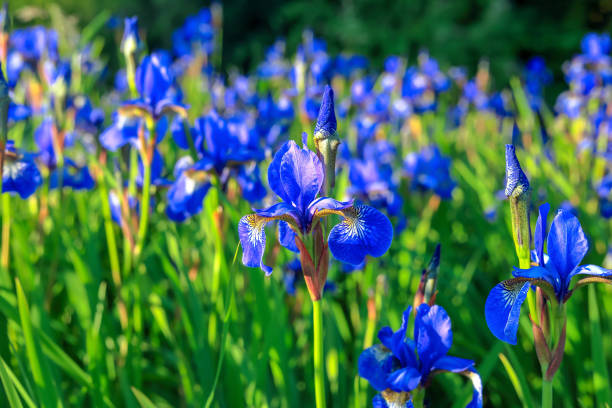 Close up Photos of Iris Flowers