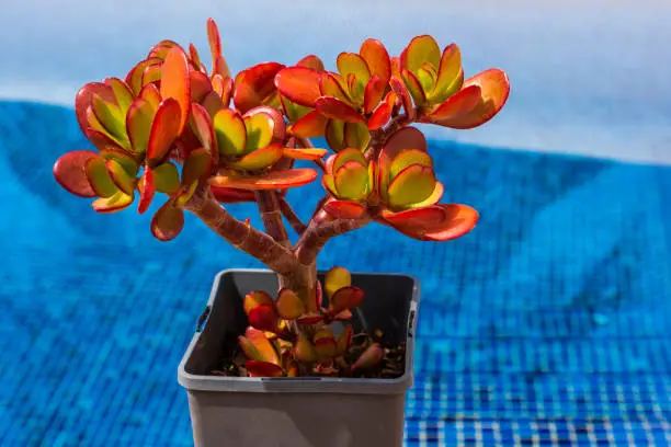 Succulent Crassula ovata 'Hummel's Sunset' in a pot in the garden near the pool with blue water