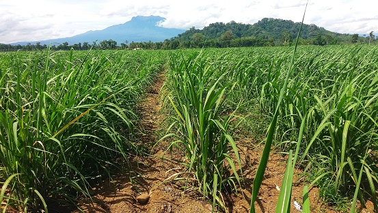 expanse of sugar cane plantation with mountain background