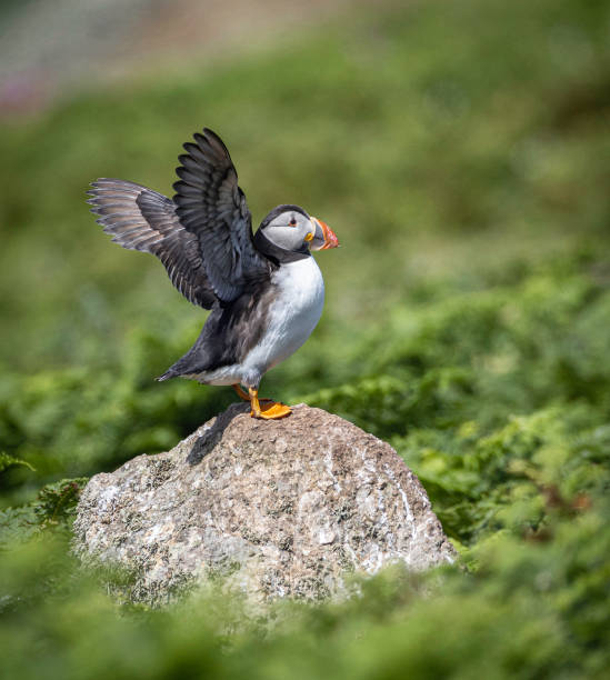 istock A side on view of an Atlantic Puffin (fratercula arctica) standing on a a rock 1410779700