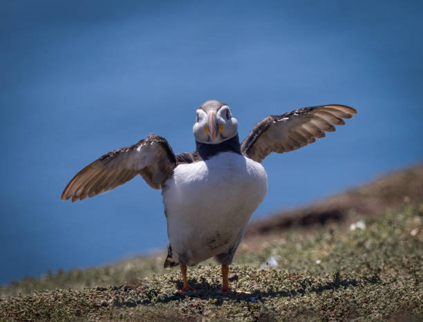 istock An Atlantic Puffin (fratercula arctica) standing on grass with its wings outspread 1410779721
