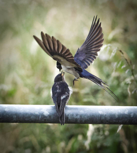 A swallow (Hirundo rustica) flying in to feed its young. A range of invertebrates are caught on the wing and fed to the young. Hatching success is 90% and the fledging survival rate is 70–90%. barn swallow stock pictures, royalty-free photos & images