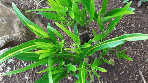 istock Puring ornamental plant. (Codiaeum variegatum) 1410779806