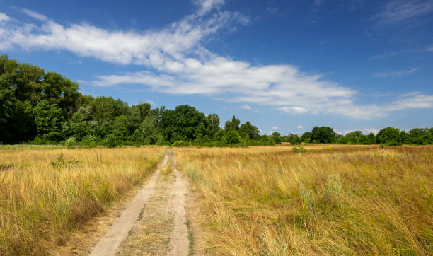 istock Road through the field into the green forest 1410780888