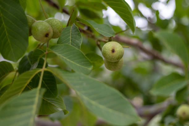 istock Closeup of a green walnuts growing on a tree branch with selective focus 1410781691
