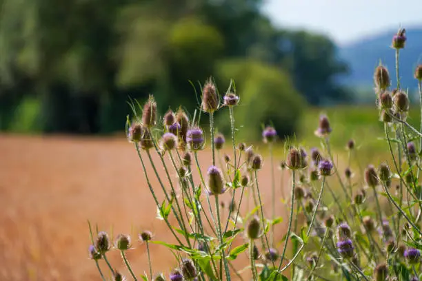 wild thistle blossoms along the way in the middle of the field in Bavaria