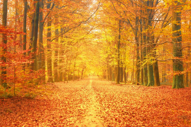 chemin à travers une forêt de hêtres pendant l’automne - beech tree photos photos et images de collection