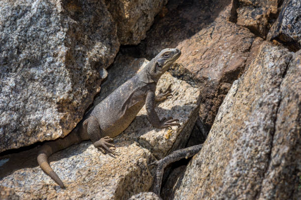 chuckwalla común - en hábitat vida silvestre foto de archivo - crevice fotografías e imágenes de stock