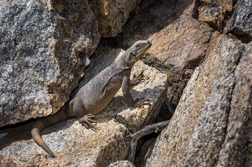 Chuckwallas (Sauromalus ater) are large lizards in the iguana family that live on large boulder slopes and within canyons of the southwest US. These lizards are herbivores and feed on a variety of leafy shrubs. They are often found tucked deep into crevices where they will inflate their bodies to prevent being removed from the crack.