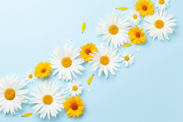 istock Chamomile garden flowers on blue background 1410782630