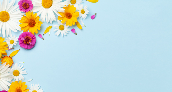 Chamomile garden flowers on blue background. Top view flat lay with copy space