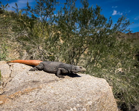 Colourful male Bloukop Koggelmander Lizard sitting on a rock selective focus with high rock formations behind