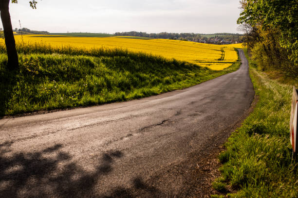 istock A warm day in the countryside. Yellow rape field at sunset 1410782983