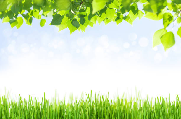 istock Grass and leaves in front of blue sunny sky 1410783719